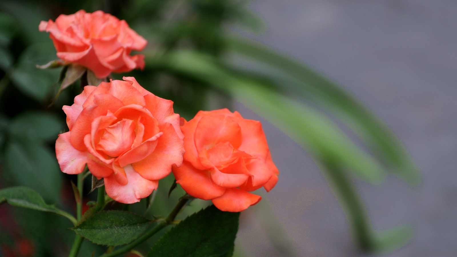 Giỏ trái cây cao cấp